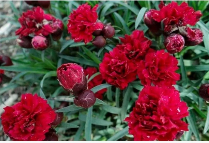 Гвоздика шабо махровая