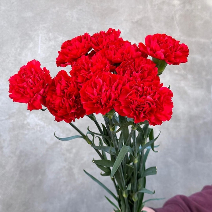 Гвоздика махровая