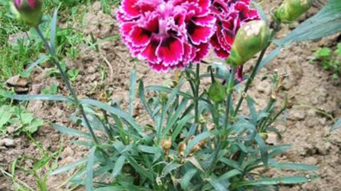 Гвоздика шабо розина