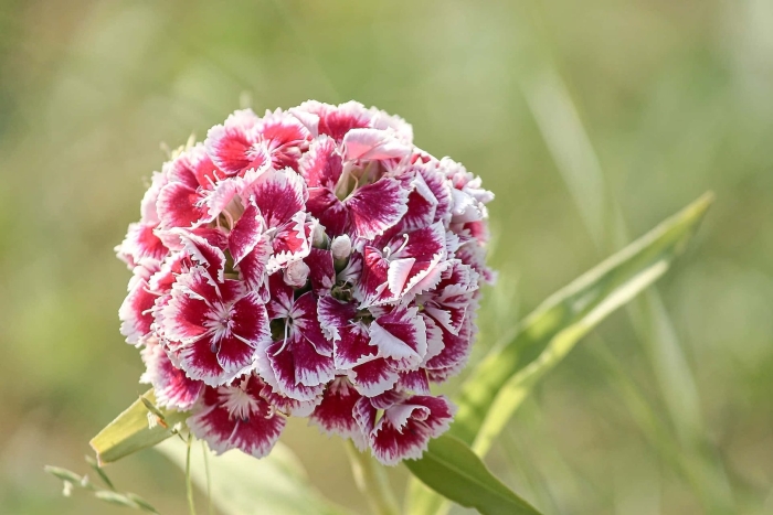 Гвоздика бородатая - dianthus barbatus