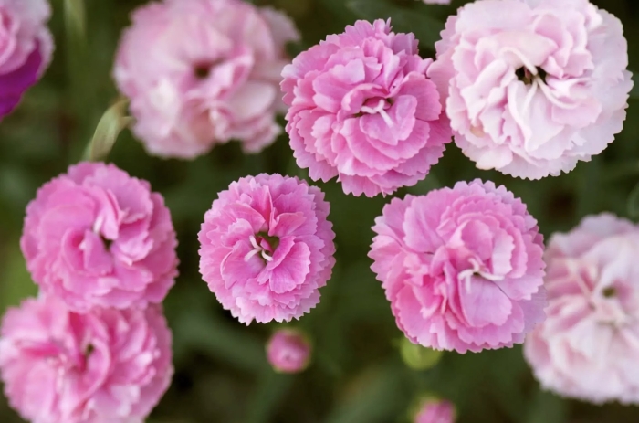Dianthus caryophyllus