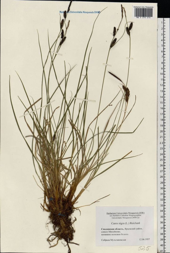 Carex nigra