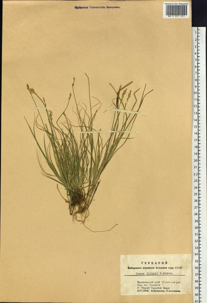 Осока ильина