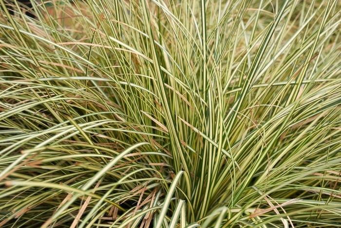 Осока carex oshimensis evergold