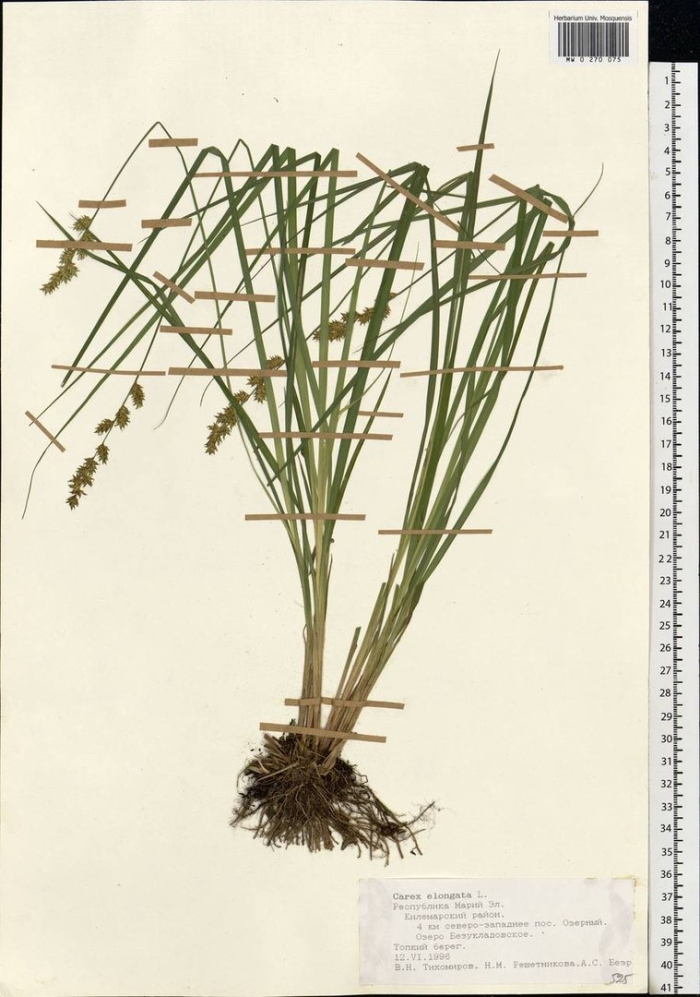 Carex vesicaria