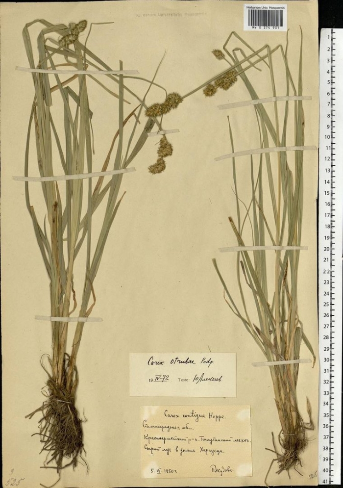 Трава зубровка