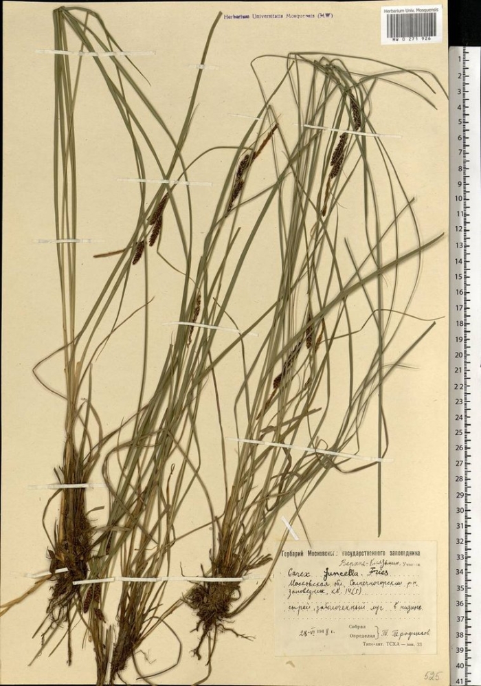 Осока ситничек