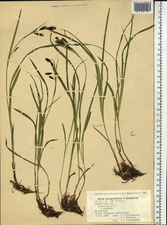 Carex magellanica subsp irrigua