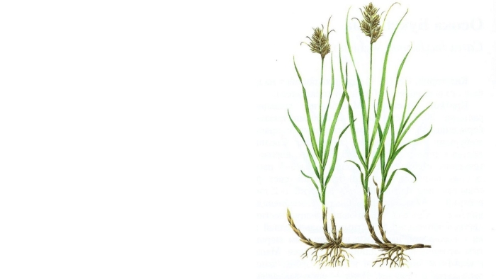 Carex vesicaria