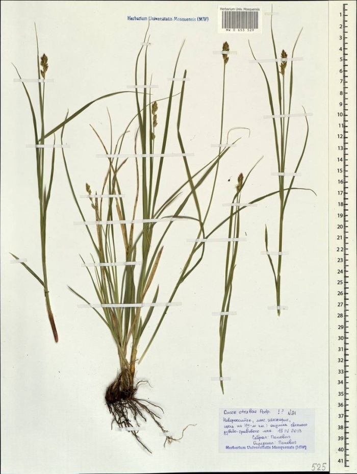 Осока просяная pamira