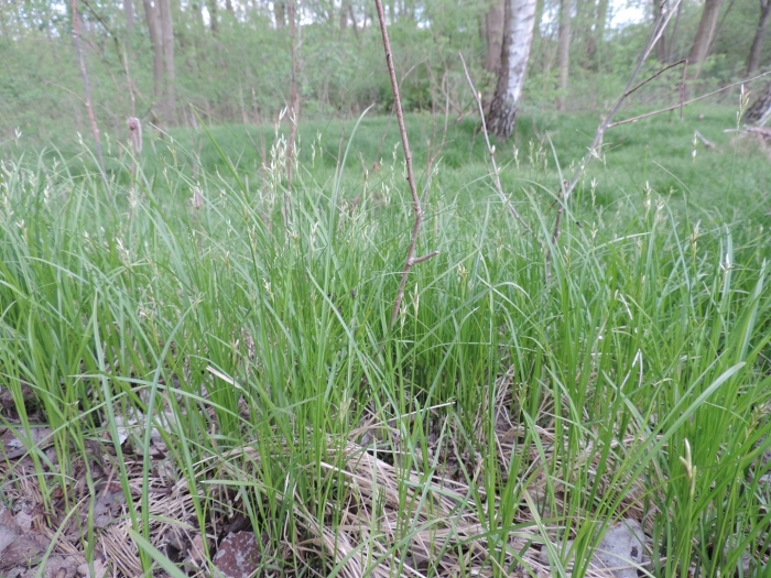 Carex dispalata