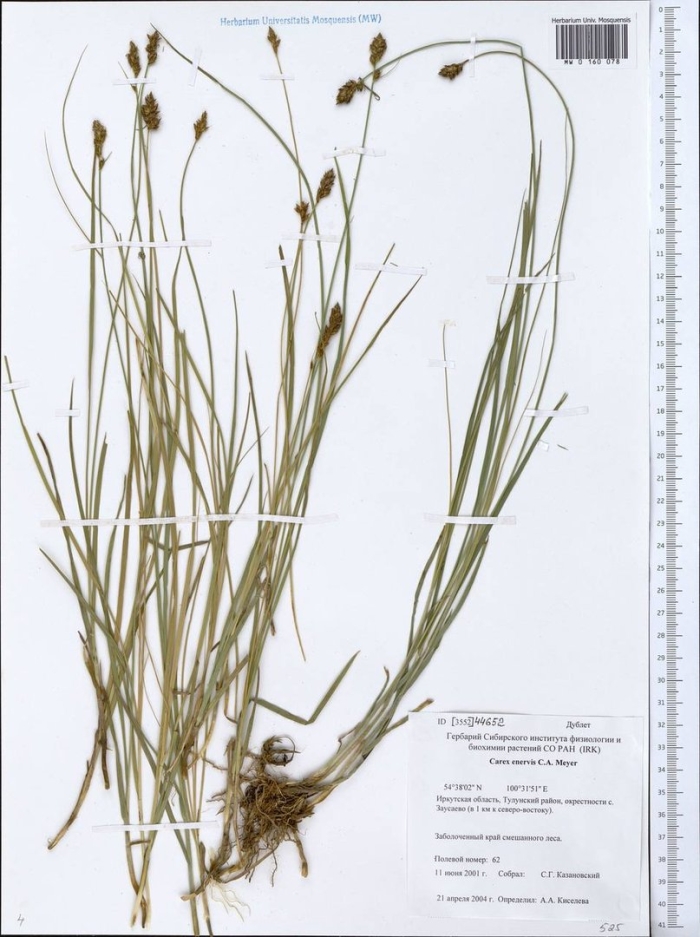 Осока безжилковая