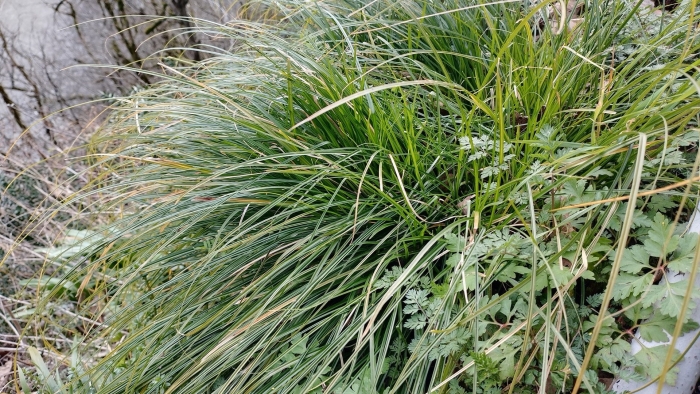 Осока сизая