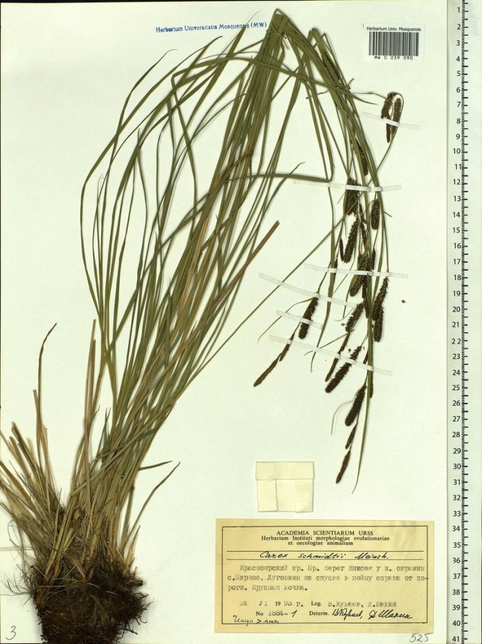 Растение осока