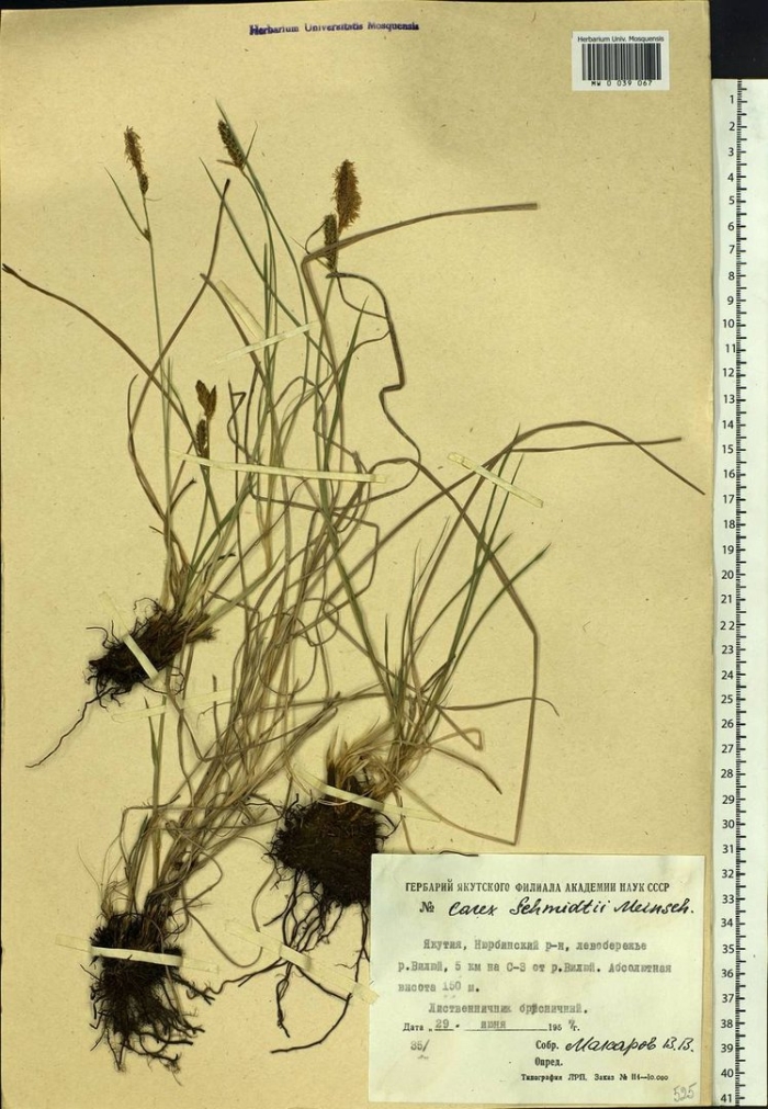 Осока шмидта