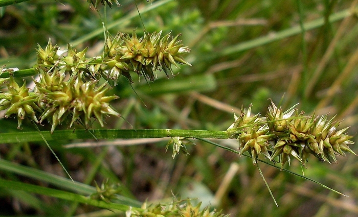 Carex spicata