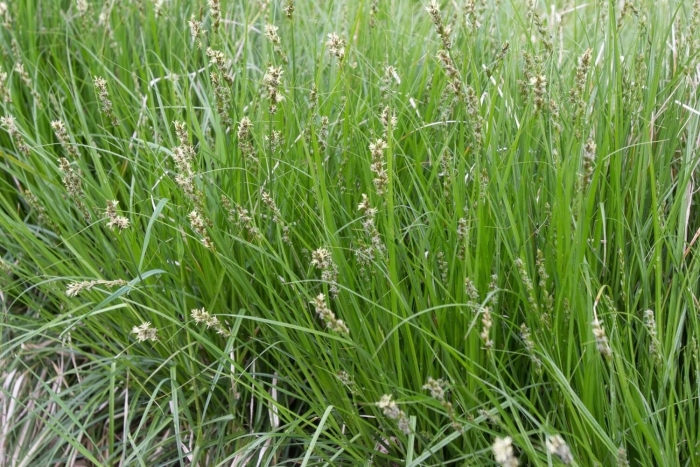Осока просяная (carex panicea)