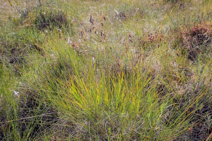 Carex canescens