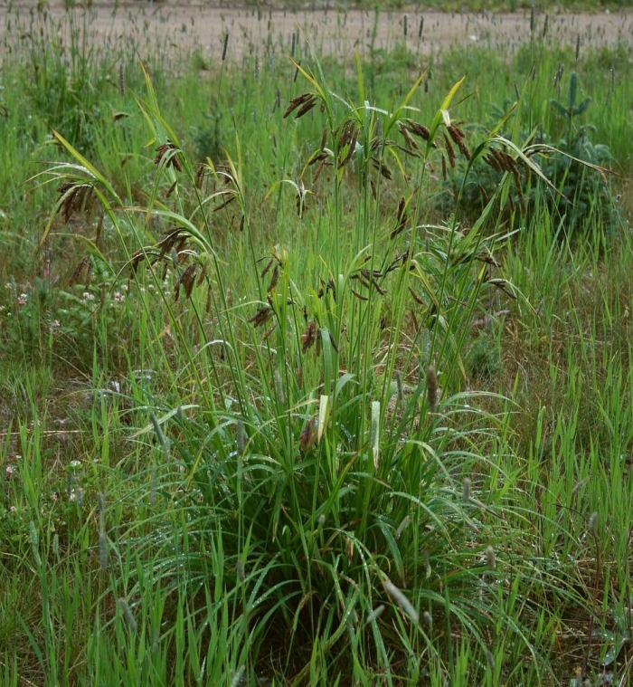 Осока mertensii