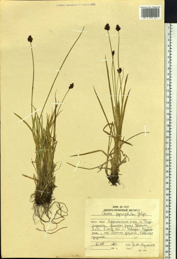 Осока огнелюбивая