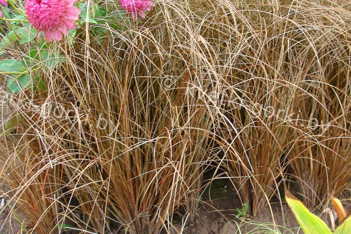 Осока косматая милк чоколэйт