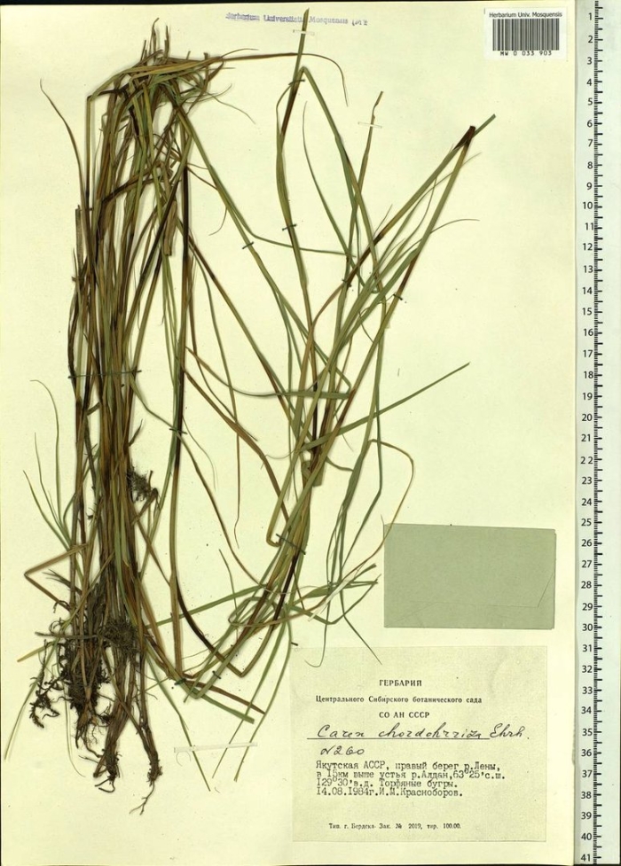 Осока плетевидная