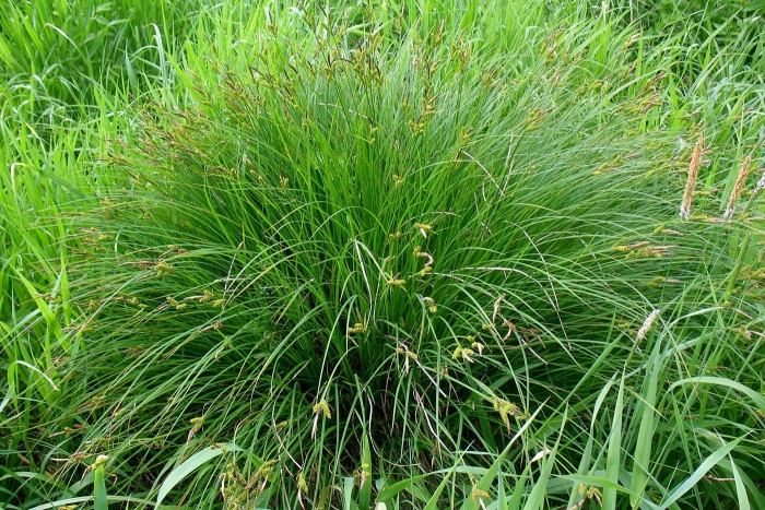 Осока дернистая