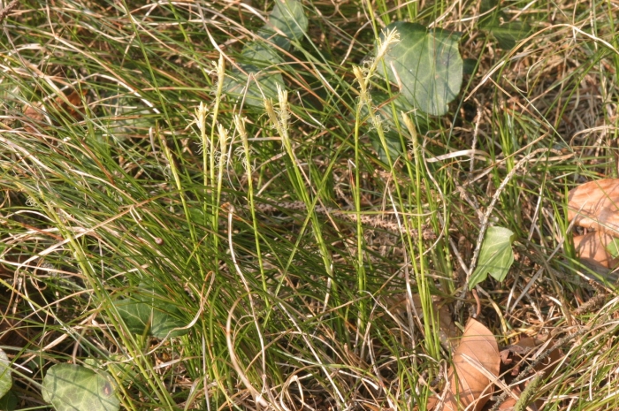 Осока прямоколосая carex atherodes