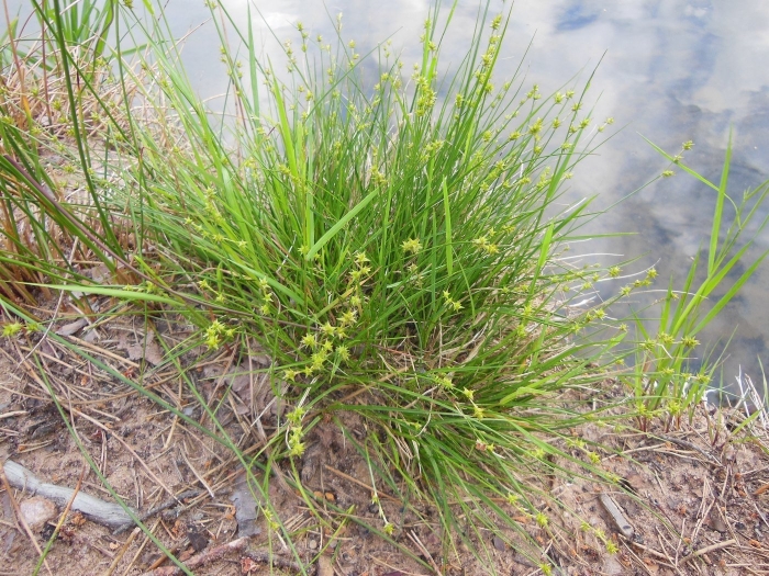 Juncus filiformis