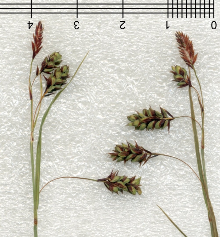 Carex limosa