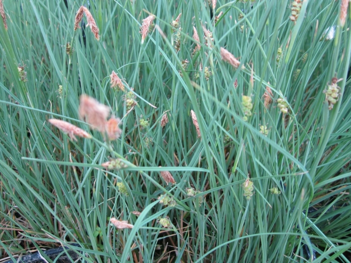Осока carex panicea pamira