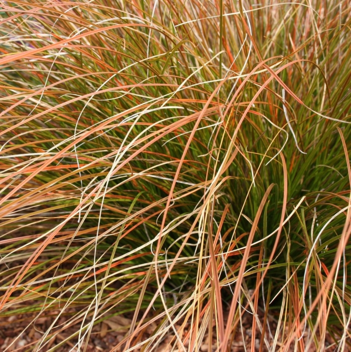 Осока testacea prairie fire