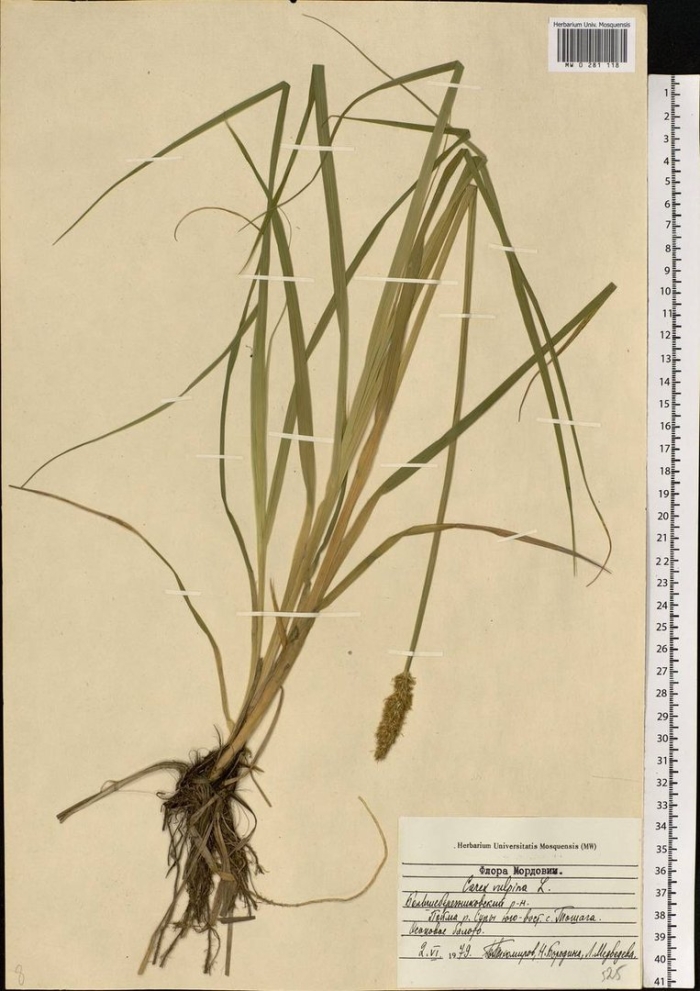 Carex vulpina