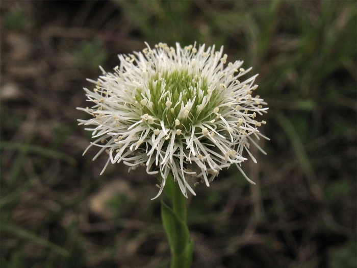 Allium victorialis
