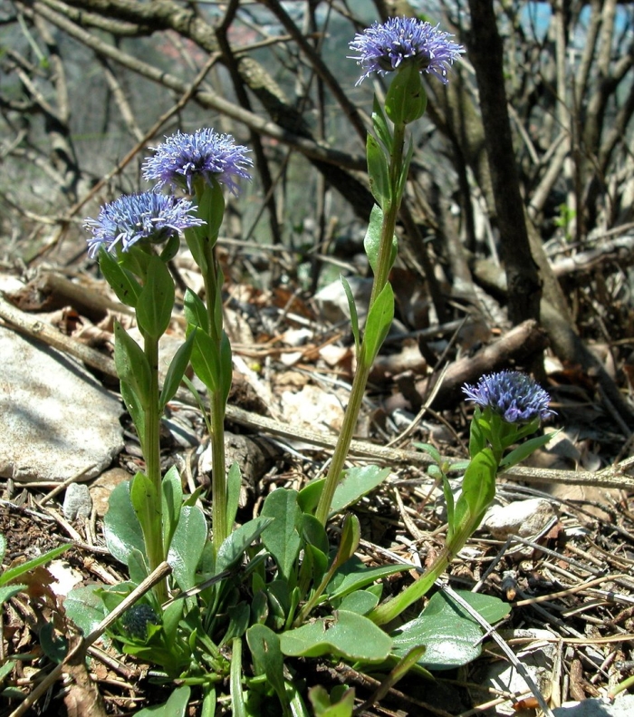 Глобулярия медонос