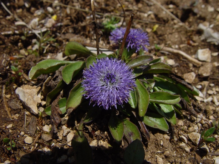 Глобулярия шаровница многолетник