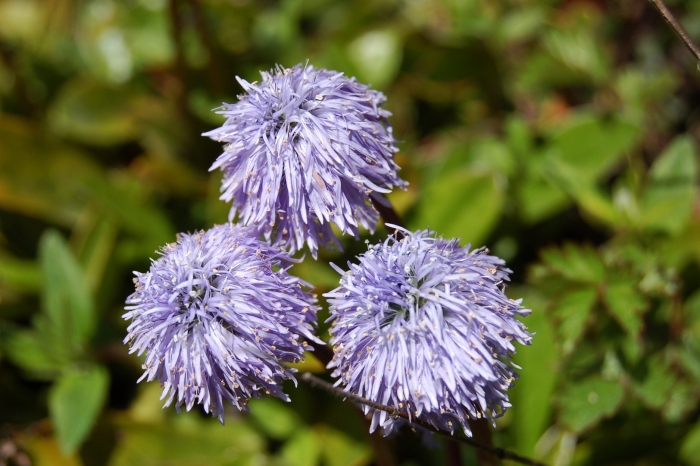 Шаровница крапчатая