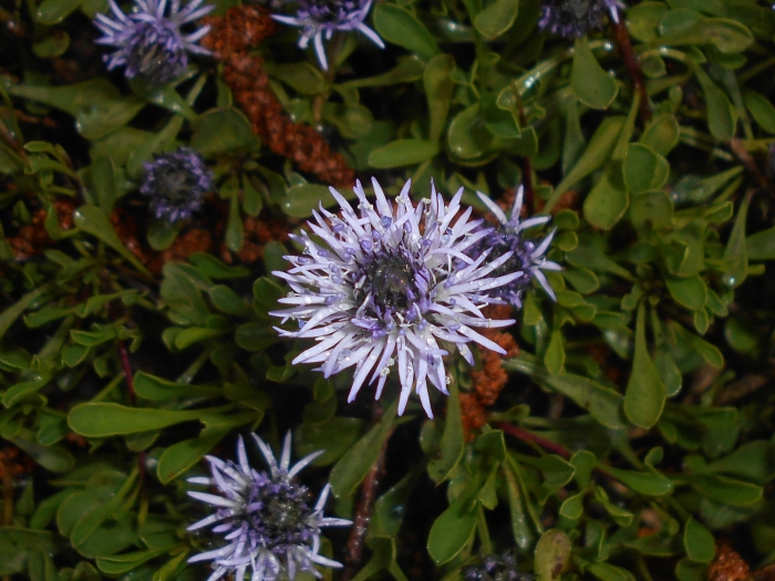 Globularia meridionalis