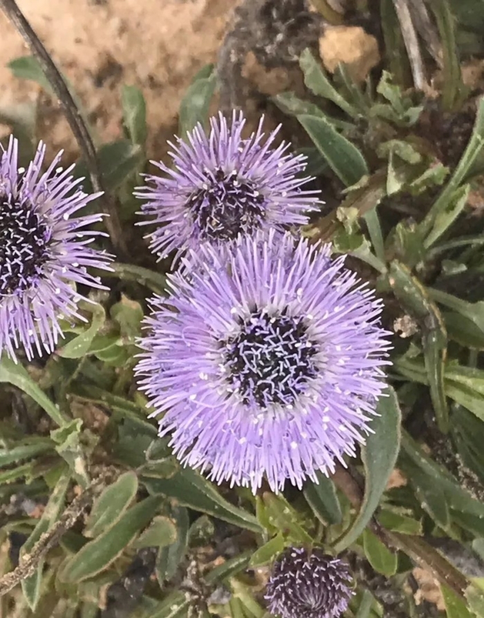 Globularia vulgaris