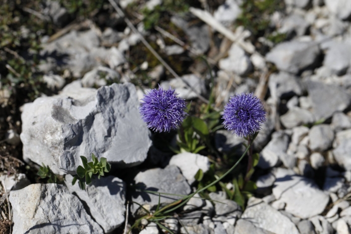 Globularia incanescens