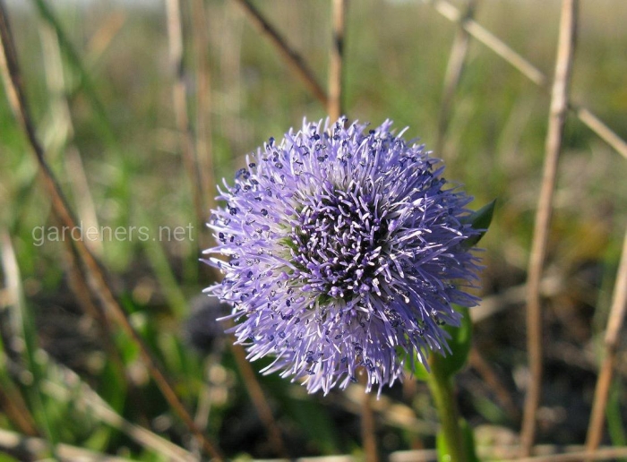 Мордовник морской еж