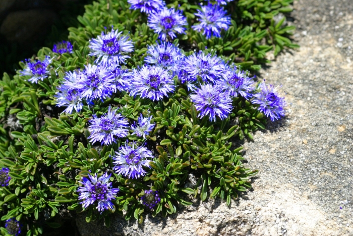 Globularia repens
