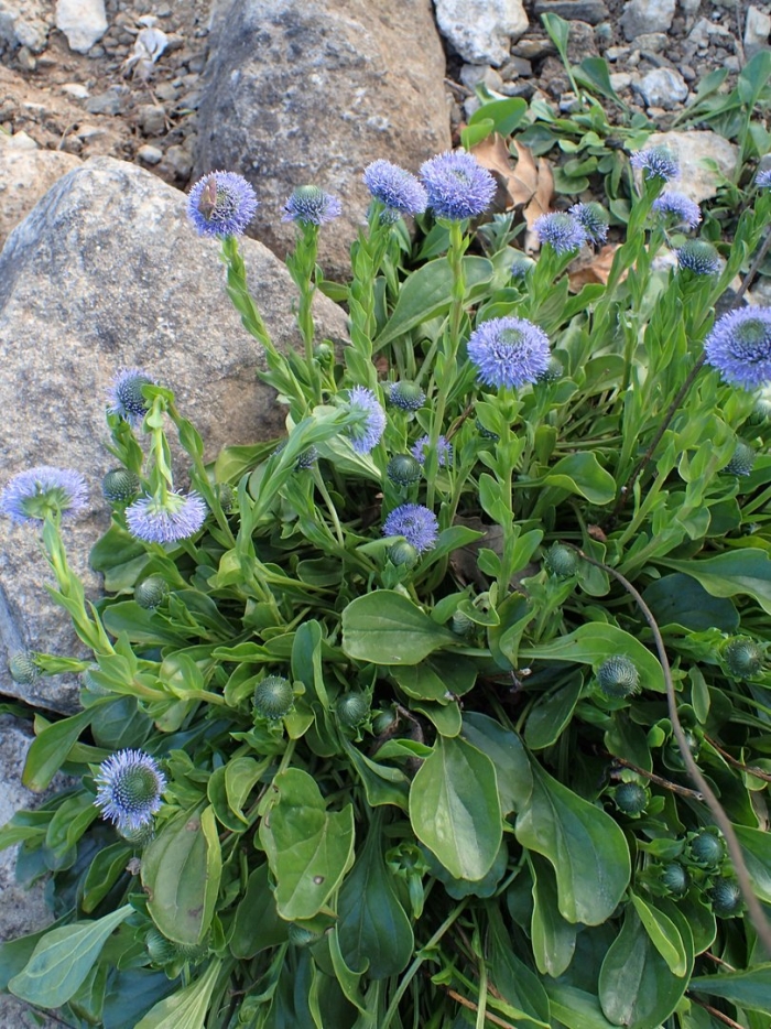 Глобулярия шаровница многолетник