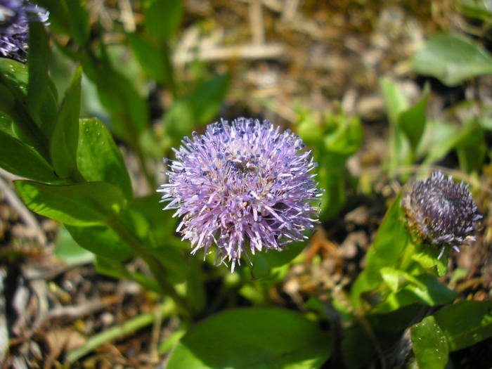 Globularia bisnagarica