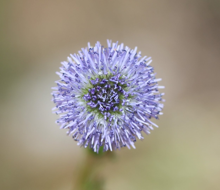 Globularia bisnagarica