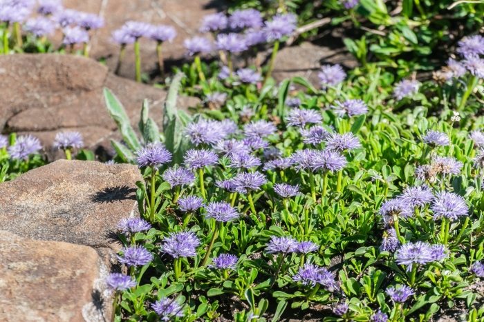 Globularia cordifolia