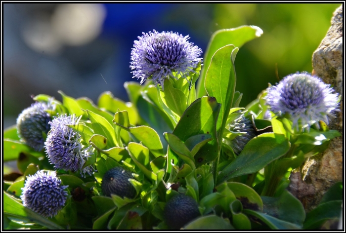 Шаровница (глобулярия) сердцевиднолистная