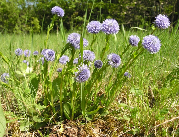 Globularia bisnagarica