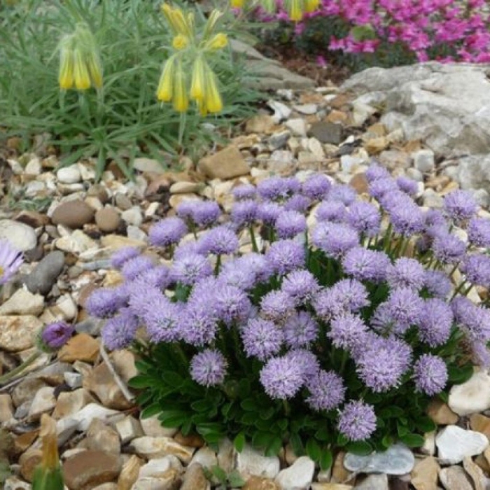 Низкорослые многолетники