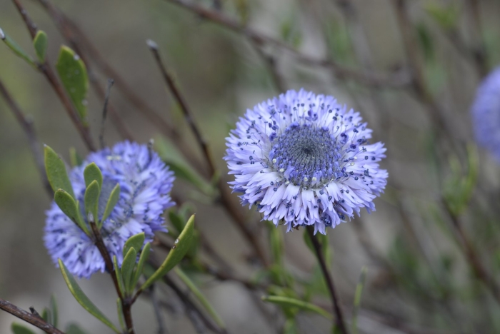 Globularia alypum